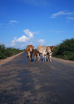 赤沢温泉ホテル – 伊豆高原での至福のリゾート体験