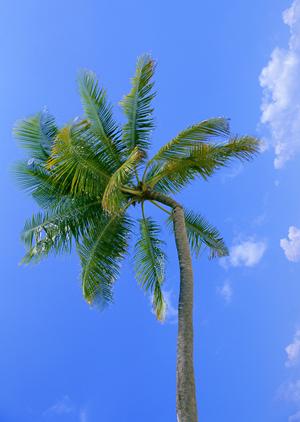 絶対に外せない！浅草で楽しむ屋形船の魅力と選び方ガイド